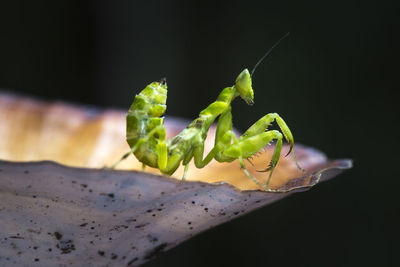 Close-up of praying mantis on leaf