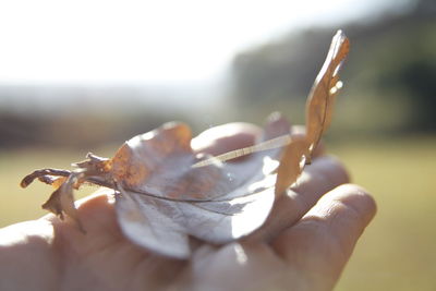 Close-up of hand holding leaf