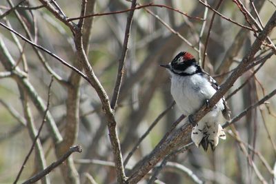 Close-up of bird