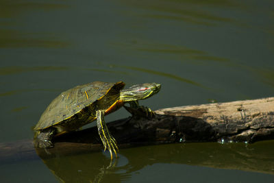 Side view of a turtle in water
