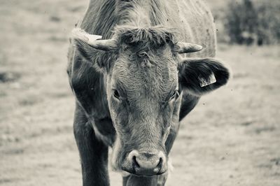 Portrait of cow on field