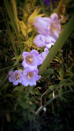 Close-up of purple flowering plant on field