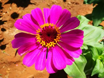 Close-up of flower blooming outdoors