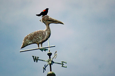 Low angle view of bird perching on branch