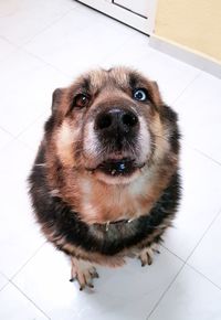 Close-up portrait of dog at home