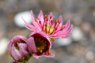 Close-up of pink flower