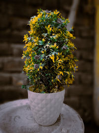 Close-up of potted plant in vase against wall