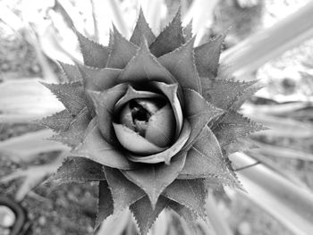 Close-up of succulent plant