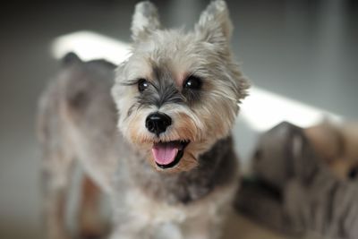 Close-up portrait of a dog