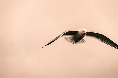 Seagull flying in the sky