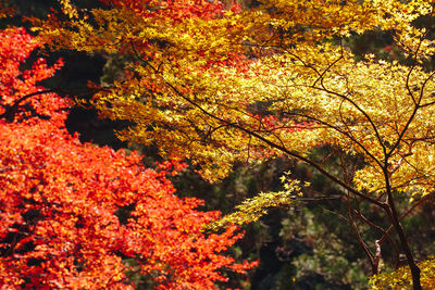 Low angle view of maple tree