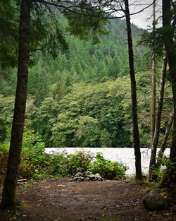 Trees growing in forest