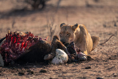 Lioness sitting on field