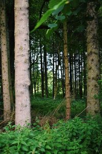Trees growing in forest