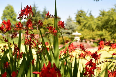 Close-up of red flowering plants