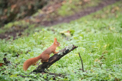 View of squirrel on rock