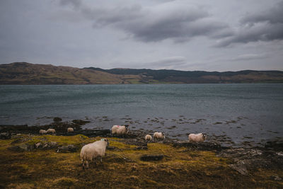 View of sheep on landscape against sky