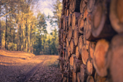 Close-up of tree trunk