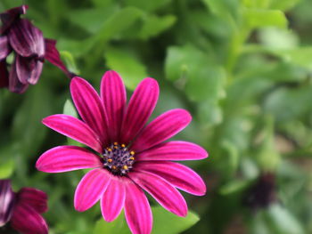 Close-up of pink flower