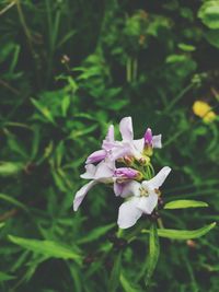 Close-up of flower blooming outdoors