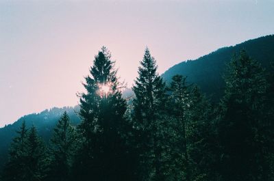 Pine trees in forest against sky during sunset