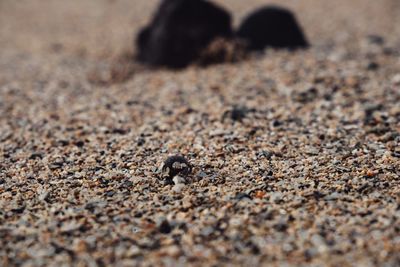 Close-up of lizard on the road