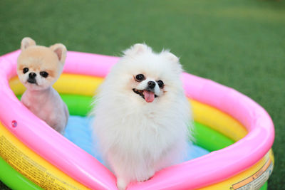 Close-up of puppy sitting in wading pool