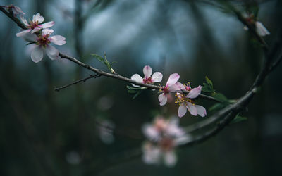 Close-up of almond blossoms