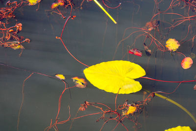 High angle view of yellow leaves floating on lake