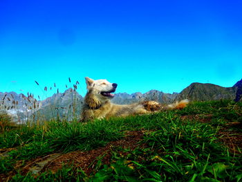 Dog on field against clear sky