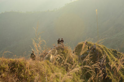 View of an animal on landscape