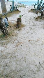 Close-up of tree on beach