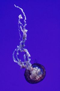 Close-up of jellyfish against blue background