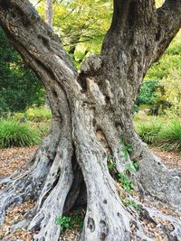 Close-up of tree trunk in forest