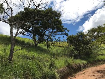 Low angle view of trees on field against sky