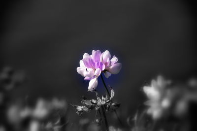 Close-up of flowers blooming