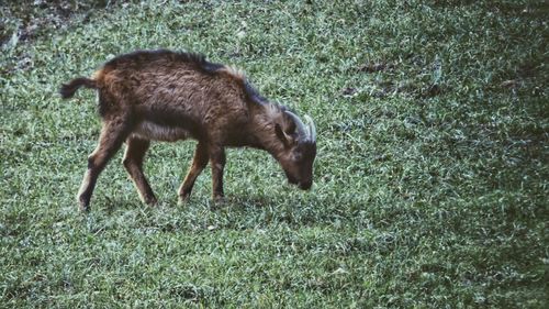 Side view of deer grazing on field