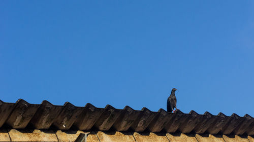 Low angle view of bird perching on roof against clear blue sky