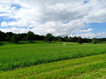 Scenic view of agricultural field against sky