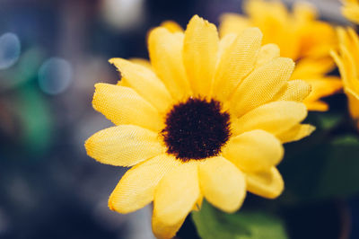 Close-up of yellow flowering plant