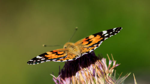 Close up of butterfly