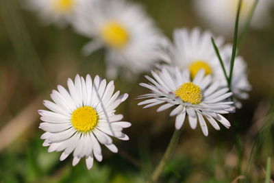 Close-up of white daisy flowers