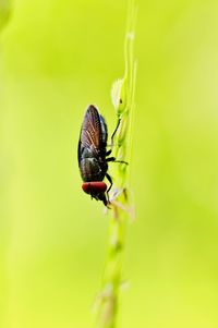 Close-up of insect on plant