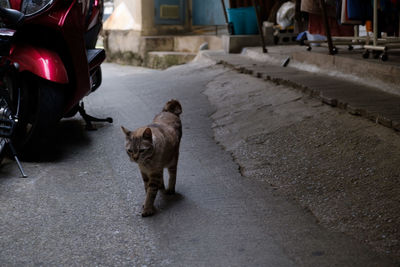 View of a dog on the road