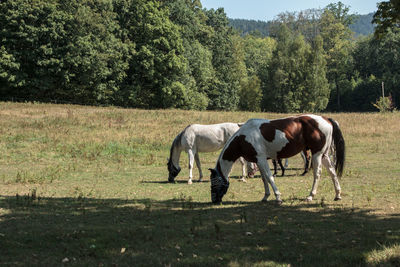 Horse grazing in a field