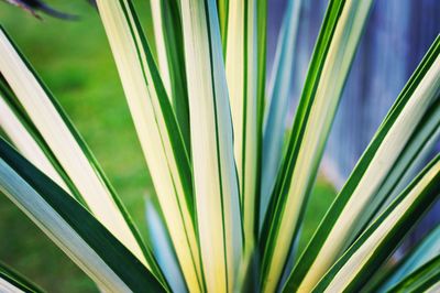 Close-up of plant
