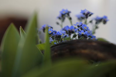 Close-up of purple flowering plant