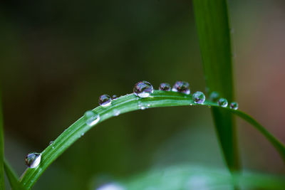 Close-up of water drops on blade of plant