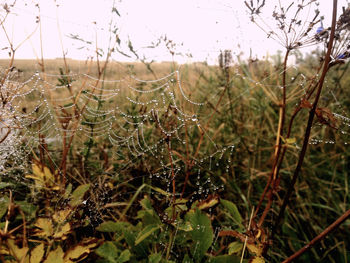 Close-up of wet spider web on plant