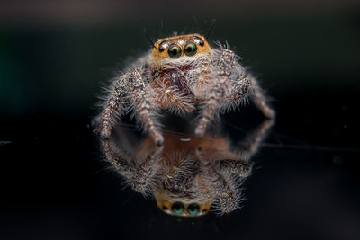 Close-up of spider